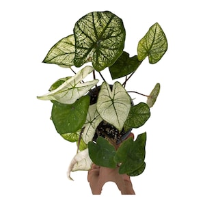 Caladium resembles Caladium Candidum or White Christmas| Green and White Minty Caladium