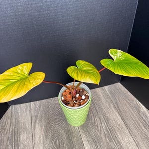 Homalomena Rubescens - Etsy