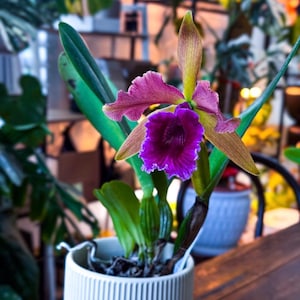 May include: A vibrant orchid in a white, ribbed ceramic pot. The flower has purple, pink, and yellow petals with a ruffled edge. The plant has long green leaves and is set against a blurred background.
