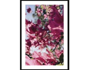 Pink Summer Daze | framed nature and floral fine art photography wall art