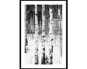 Wyoming Aspens | framed nature fine art photography wall art