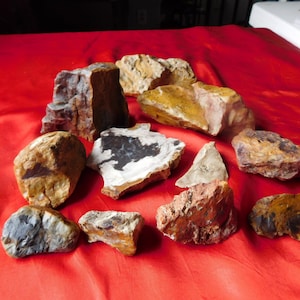 Lot of agatized and opalized petrified wood from Colorado