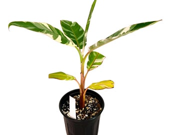 5+ Rizoma di banana variegato Musa Florida - Rara pianta d'appartamento tropicale