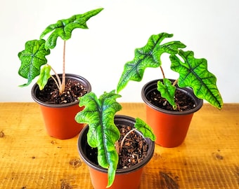 5+ Alocasia Jacklyn Corms - Seltene Tropische Zimmerpflanze
