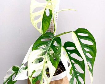 5+ Monstera adansonii Albo Rooteds Cutting - Variegated Swiss Cheese  - Rare Houseplant