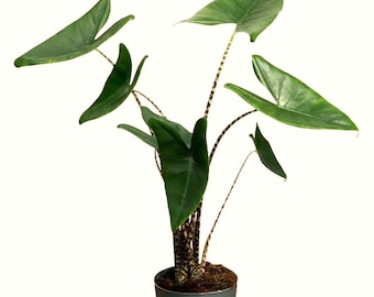 10+ Alocasia Zebrina reticulate Corms  -  Rare Tropical Houseplant Plant