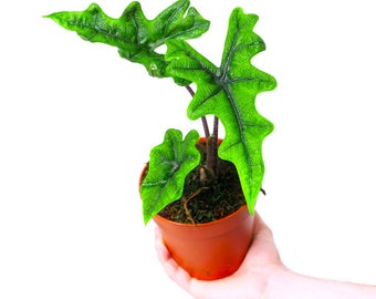 10+ Alocasia Jacklyn Corms - Rare Tropical Houseplant Plant