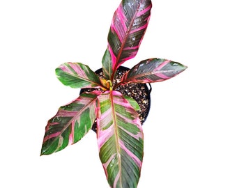 5+ Nono Banana rhizome (Musa Pink Variegated) - Rare Tropical Houseplant Plant