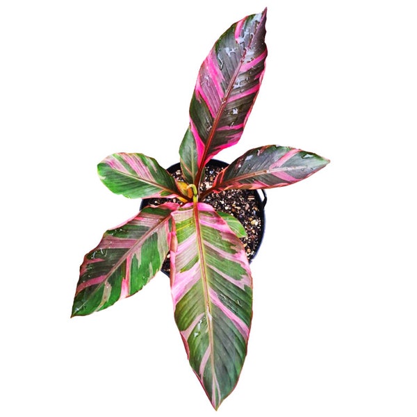 5+ Nono Banana rhizome (Musa Pink Variegated) - Rare Tropical Houseplant Plant