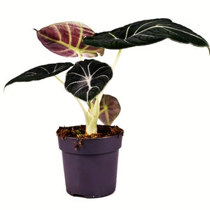 5+ Alocasia Black velvet Corms  - Rare Houseplant