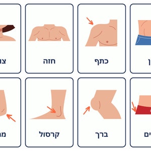 May include: Flash cards illustrating parts of the human body, including the neck, chest, shoulder, abdomen, elbow, ankle, knee, and thighs. Each card features a simple illustration and Hebrew text.