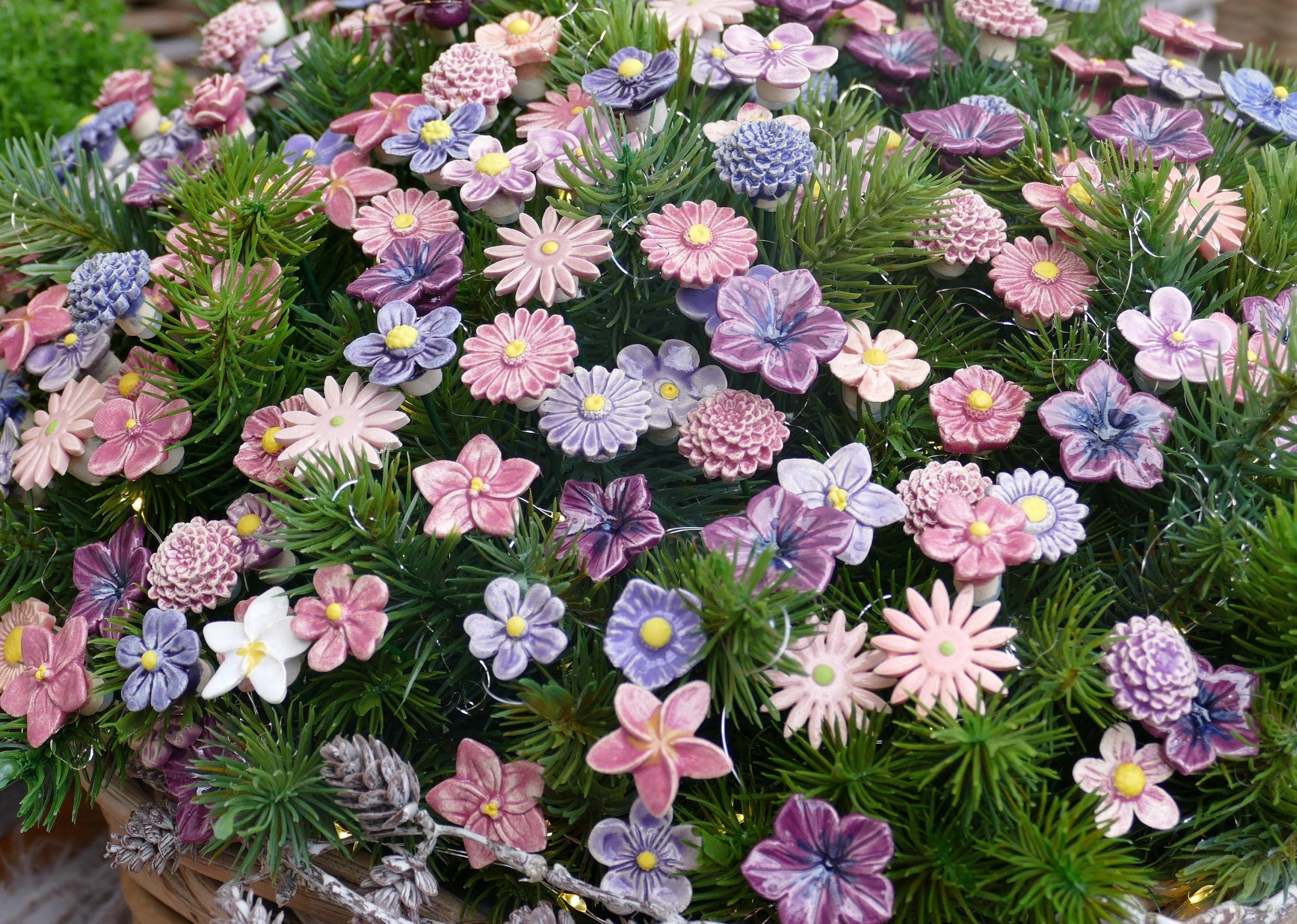 berlin zimmerpflanzen Stecklingsmix 'Berlin' im 3 Glser - Hydroponik (x3) - Syngonium 'Pixie',  Clusia 'Princess', Ctenanthe 'Amagris'