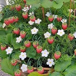 5 Erdbeeren und 5 Erdbeerblüten aus Keramik Keramikblume Bild 2