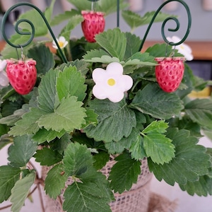 5 Erdbeeren und 5 Erdbeerblüten aus Keramik Keramikblume Bild 4