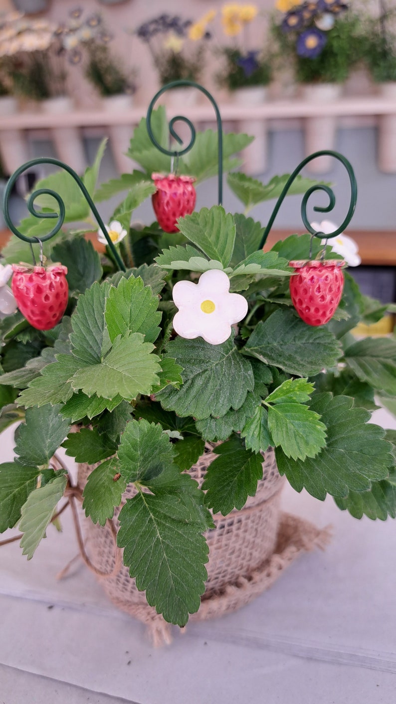 5 Erdbeeren und 5 Erdbeerblüten aus Keramik Keramikblume Bild 4