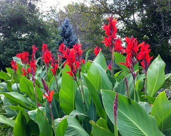 Green Leaf - Red Flower Canna Lily - 1 Bulb (Tropical plant)