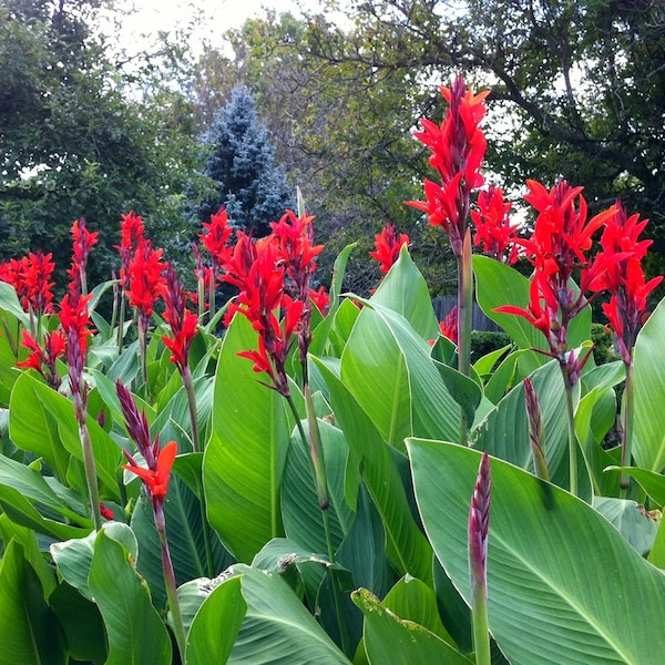 Green Leaf - Red Flower Canna Lily - 1 Bulb (Tropical plant)