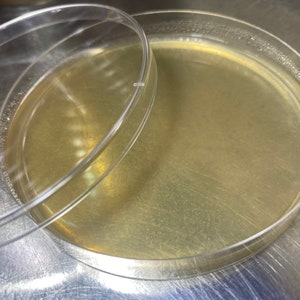 May include: A clear plastic petri dish with a yellow-colored agar medium inside. The lid is off and resting on top of the dish.