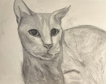 Graphite Charcoal Drawing Pet Portrait