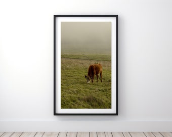 Cow Grazing in an Open California Field. Professional Photograph Print