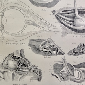 Menselijke anatomie organen van gevoel oog oor keel 1892 Victoriaanse antieke medische grafiek