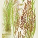 rice plant cereal grain food chart botanical lithograph etsy united inches framing chart
