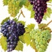 Wine Grapes Vineyard Fruit Chart Food Botanical Lithograph Illustration For Your Vintage Kitchen 93