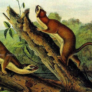 May include: A vintage illustration of two weasels on a tree branch. The weasels are brown and white with long tails. The background is a green forest.