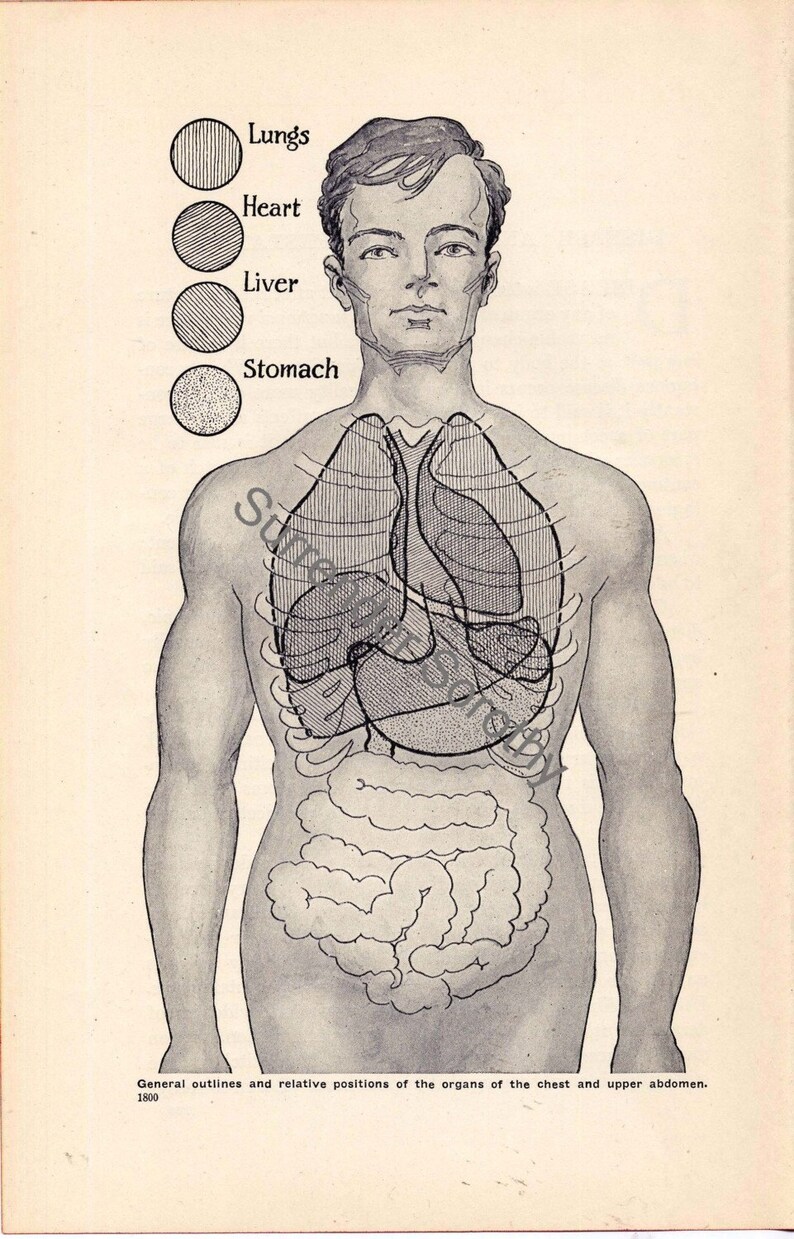 Human Anatomy Chart Heart Lungs Digestive System 1920 Vintage | Etsy