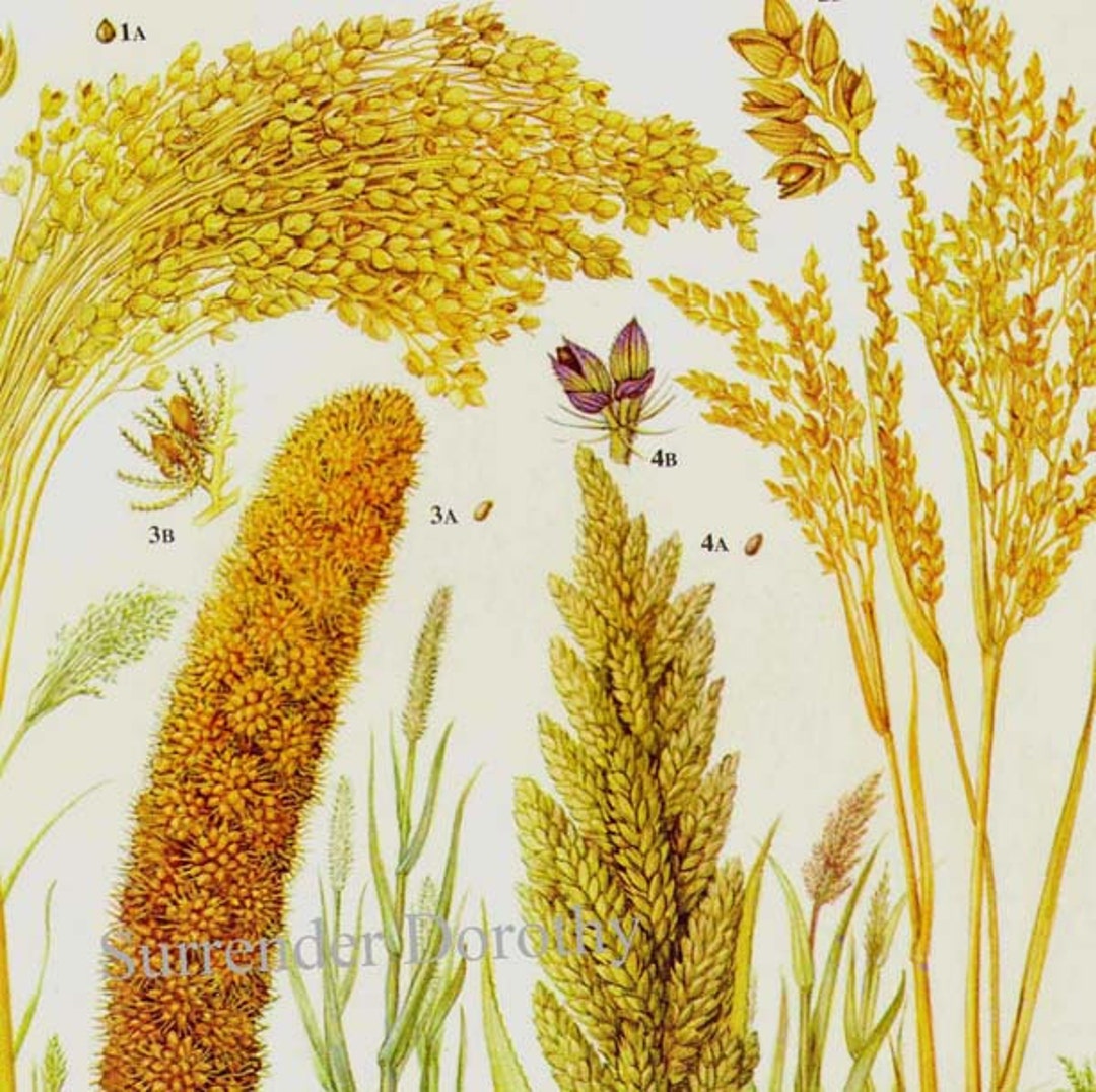 Millet Cereal Grain Food Chart Botanical Lithograph Illustration for