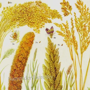 Carta alimentare di cereali di miglio Litografia botanica per la tua cucina vintage 13