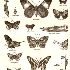 Butterflies & Moths XXIX 1892 Victorian Entomology Antique Chart of ...