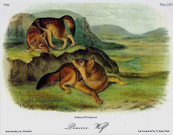 Prairie Wolf Lithograph Audubon Vintage Wild Animal Natural