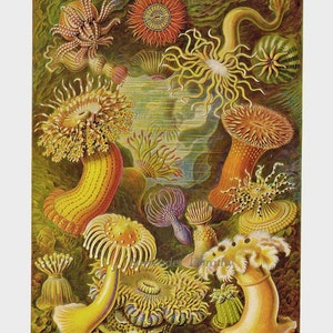 Sea Anemone & Sea Cucumbers Haeckel Print Natural History Oceanography Victorian Scientific Lithograph To Frame image 3