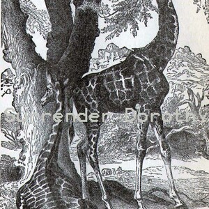 Giraffe Africa Victorian Era Vintage 1887 Black & White Natural History Wild Animal Engraving To Frame image 2