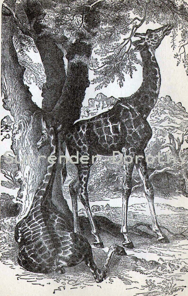 Giraffe Africa Victorian Era Vintage 1887 Black & White Natural History Wild Animal Engraving To Frame image 2