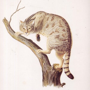 Chat Sauvage / Gatto selvatico Riproduzione antica Litografia Storia naturale Stampa a cornice
