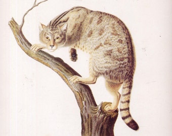 Chat Sauvage Print Etsy