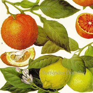 Sinaasappels Citroenen Citrus Fruit Flower Chart Food Botanische Lithografie Illustratie Voor Uw Vintage Keuken 85