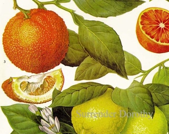Oranges Lemons Citrus Fruit Flower Chart Food Botanical Lithograph Illustration For Your Vintage Kitchen 85
