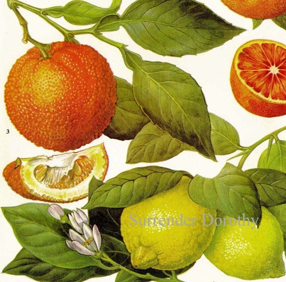 Citrus Fruit Chart