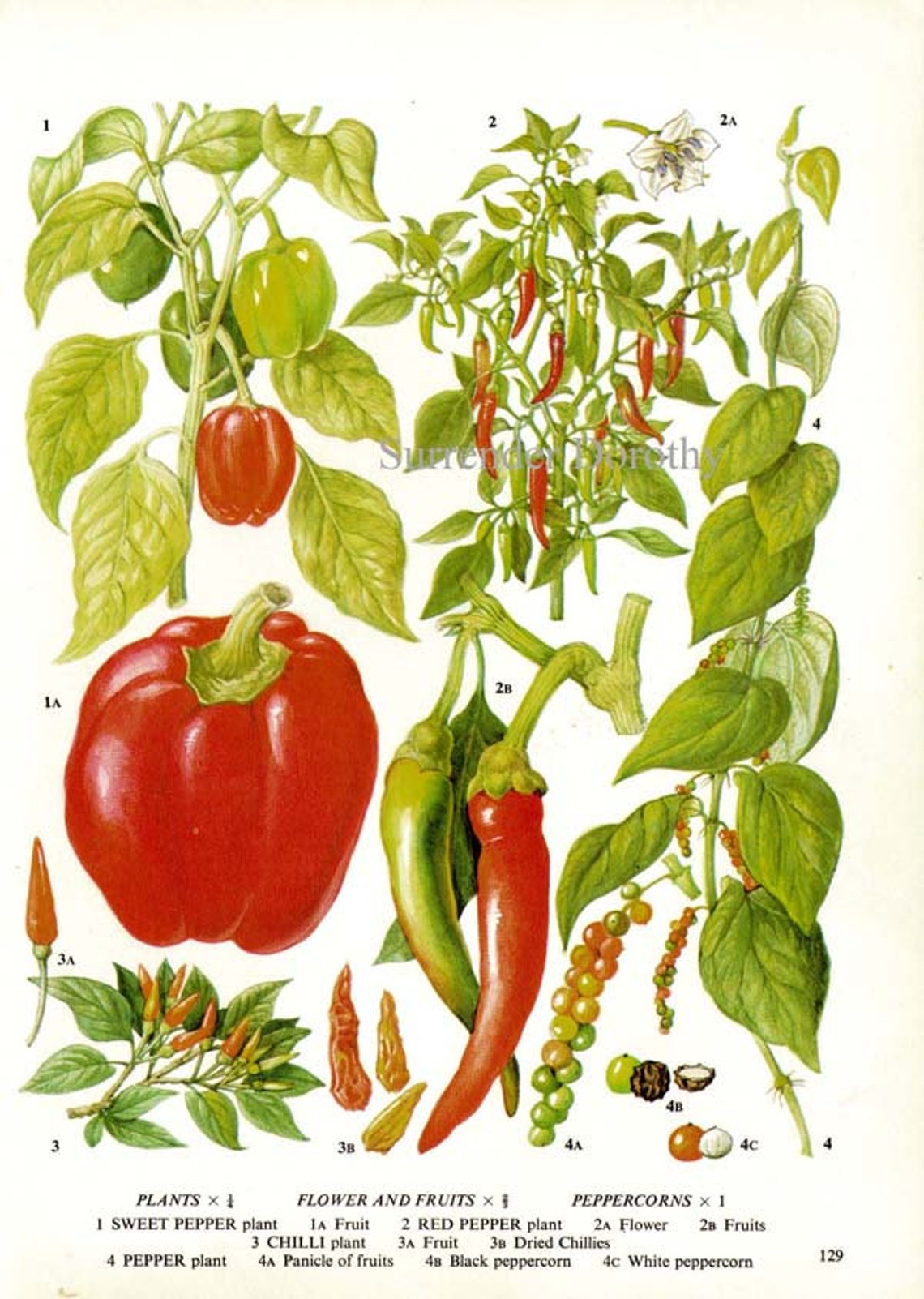 Peppers Fruit & Flowers Food Chart Vegetable Botanical Etsy