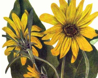 Wild Summer Sunflowers Vintage Flowers 1955 Botanical Lithograph Art  Print To Frame 370