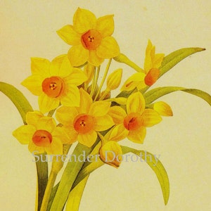 Narcissus Tazetta Flowers Bouquet Vintage Illustration Wildflower Lithograph Redoute Botanical Print To Frame 18 image 1