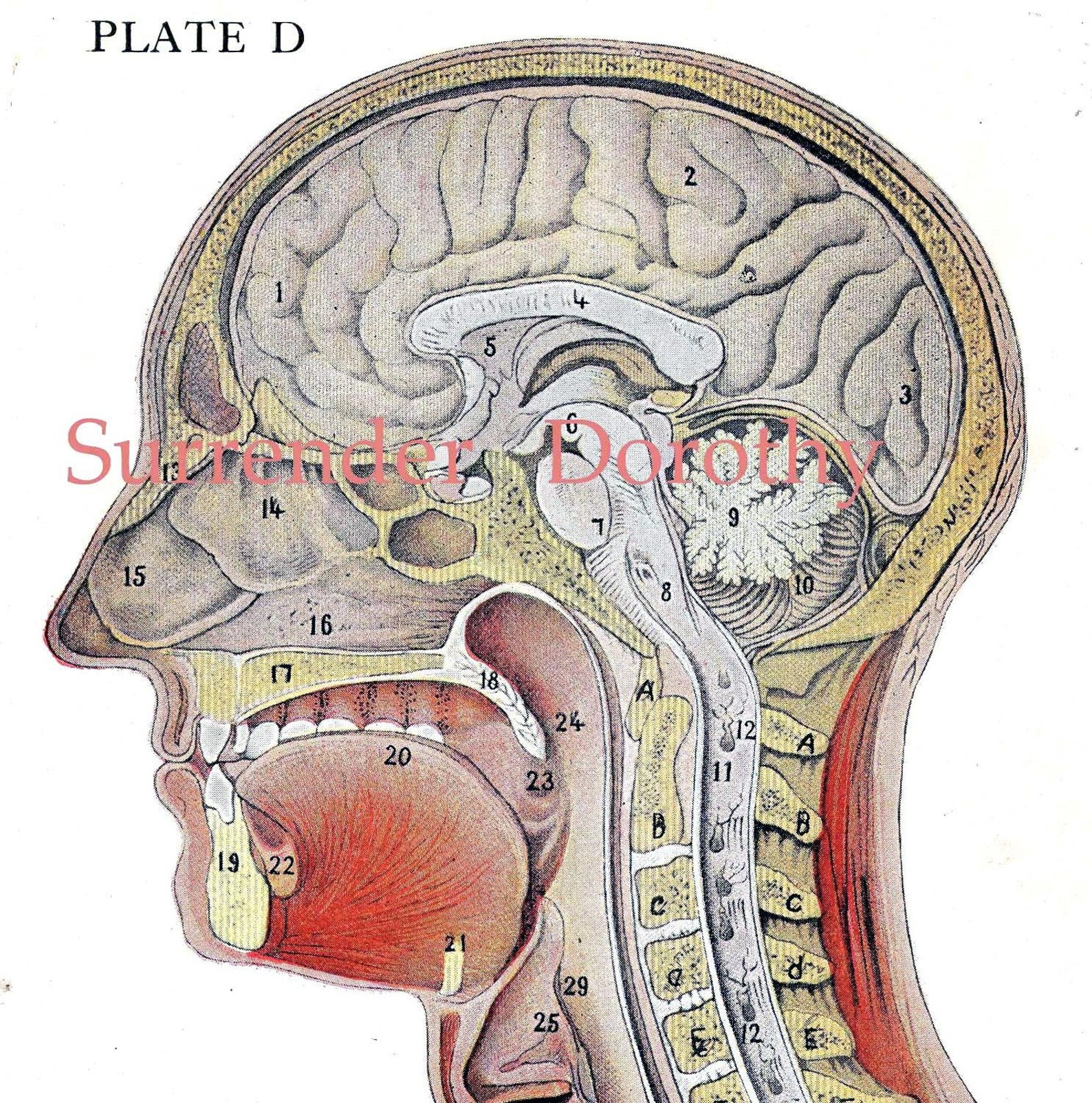 Голова головной мозг шея. Сагиттальный распил черепа анатомия. Сагиттальный разрез черепа анатомия. Сагиттальный срез головы анатомия. Голова в разрезе анатомия.