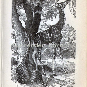 Giraffe Africa Victorian Era Vintage 1887 Black & White Natural History Wild Animal Engraving To Frame image 3