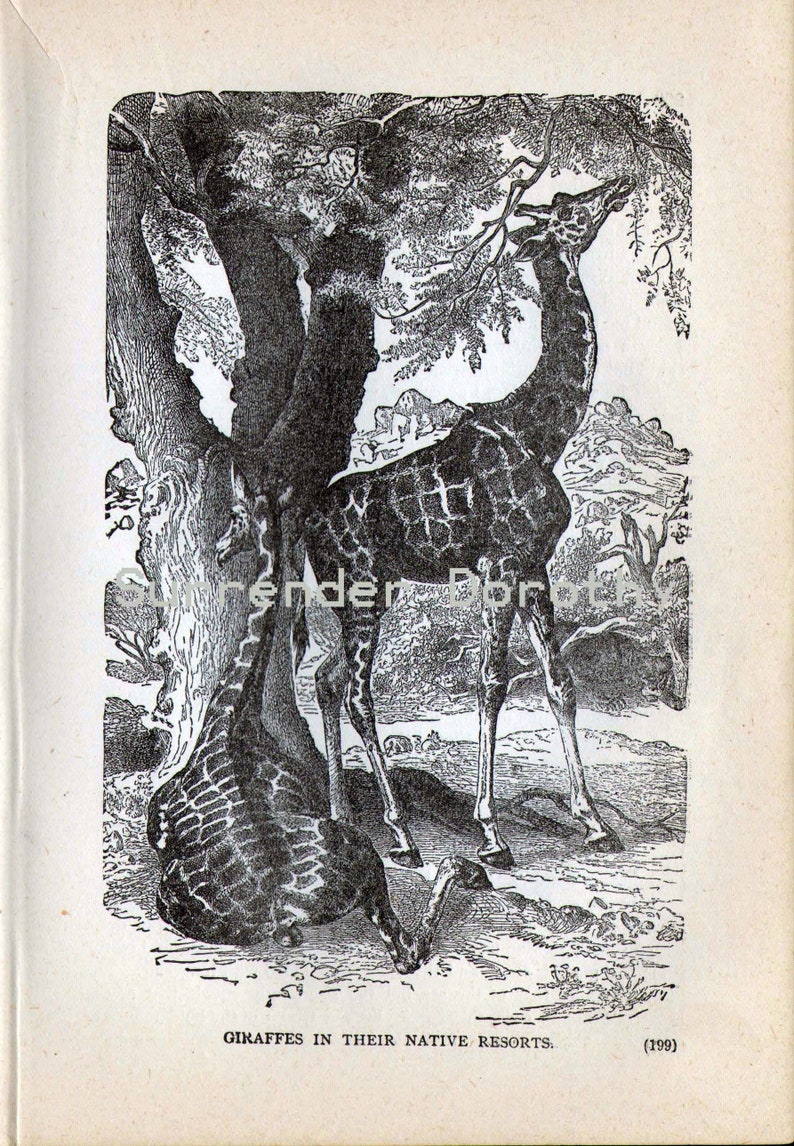 Giraffe Africa Victorian Era Vintage 1887 Black & White Natural History Wild Animal Engraving To Frame image 3