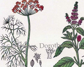 Dill Peppermint Laurel Black Briony 1907 Healing Medicinal Plant Chart Vintage Edwardian Herbalist XVII