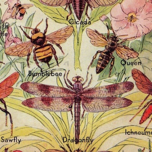 May include: A vintage illustration of various insects, including a dragonfly, a bumblebee, a sawfly, a cicada, a queen bee, a goldsmith beetle, a ground beetle, an ichneumon fly, and a yellow jacket. The illustration is on a light yellow background with green leaves and pink flowers.