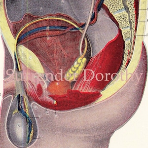 Male Genitals Human Anatomy Illustration Gentleman&#39;s Naughty Bits Original 1920s Chart